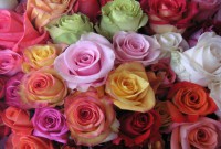 ROSAS